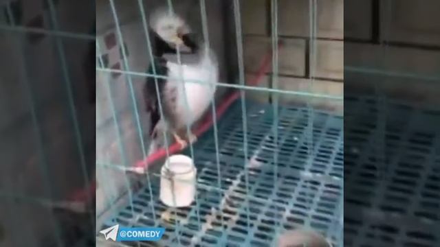 The most incredible bird ever смотреть онлайн