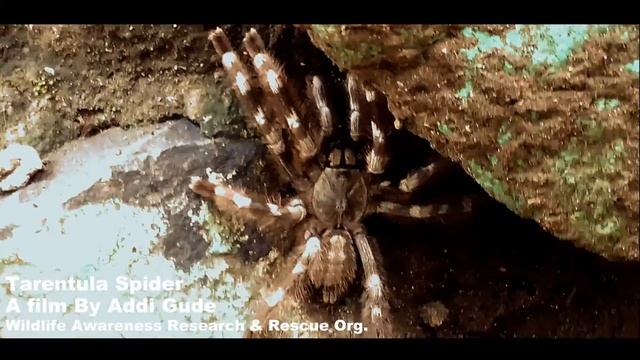 tarentula spider filmed by Addi gude смотреть онлайн