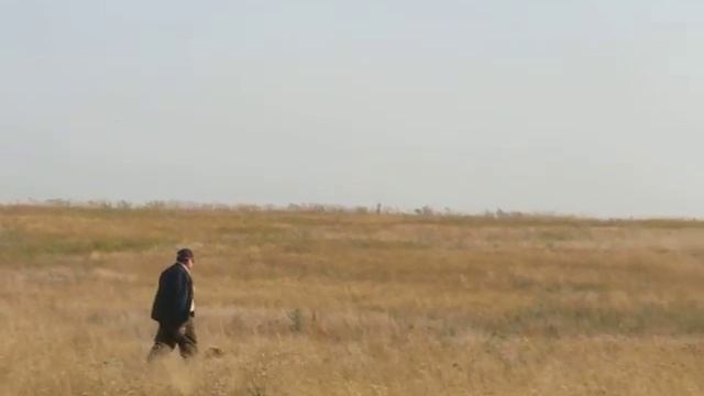 Эпаньол бретон ЕЛЛИС по перепелу смотреть онлайн