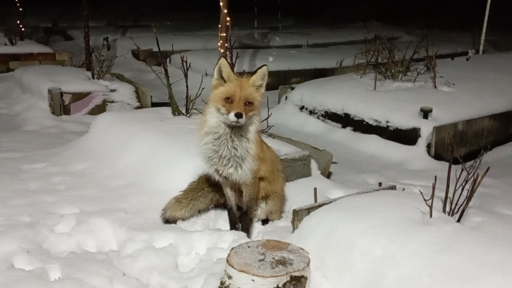 (990) Лиса приходит в гости. Апрель 2025 смотреть онлайн