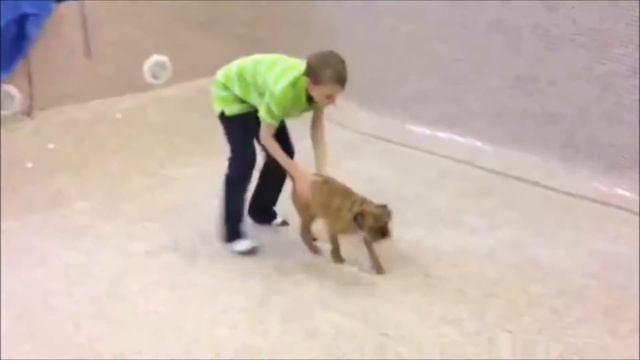 Poppy the Prediction Dog | Euro 2012 Compilation смотреть онлайн