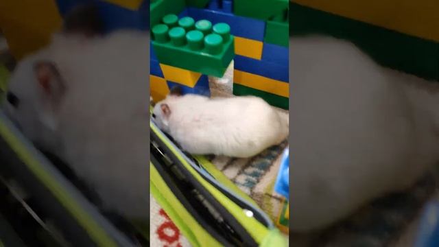 хомяк проходит лабиринт из конструктора и других деталей! смотреть онлайн