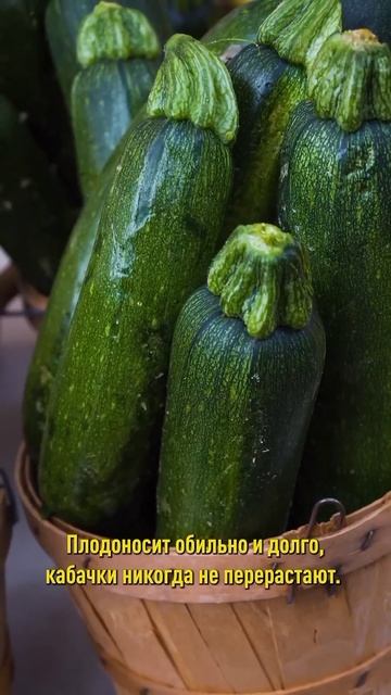 Самые урожайные, вкусные и скороспелые кабачки! Посейте – не пожалеете! смотреть онлайн