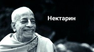 Нектарин