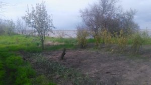 Сад огород, смородина золотистая цветёт