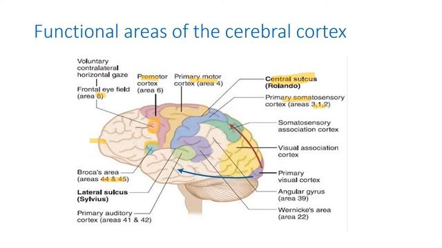 BROADMANN AREAS смотреть онлайн