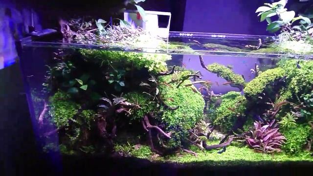 Most beautiful planted aquascape смотреть онлайн