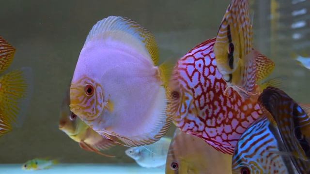 White Butterfly Discus смотреть онлайн