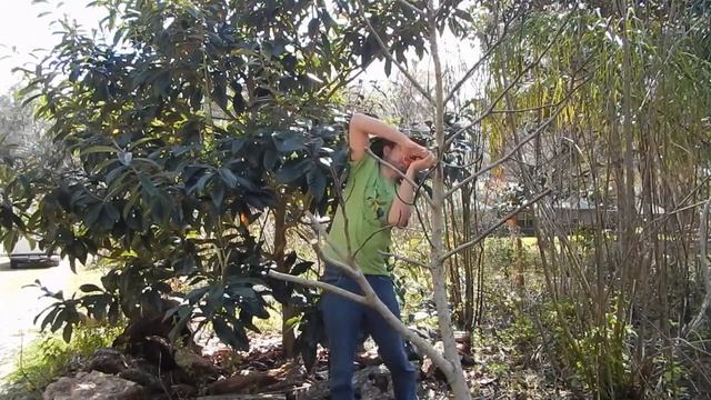 Pruning A Fig Tree (with the totally wrong tool for the job) смотреть онлайн