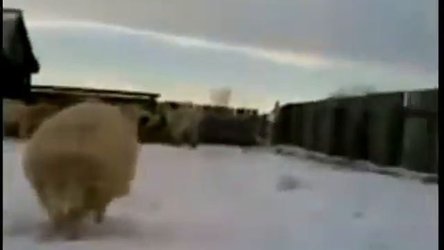 Russia mems-(1 часть) смотреть онлайн