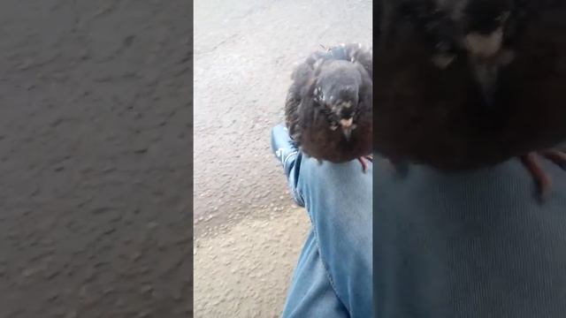 Голубь припух смотреть онлайн