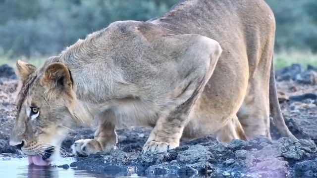 Lion at Ol Donyo смотреть онлайн