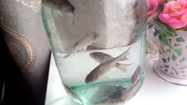 У меня рыба карась. смотреть онлайн