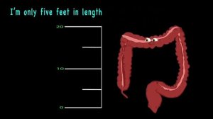 The Large Intestine Song | KLT Anatomy