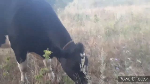 выжженая солнцем наша саванна, надо верблюдов заводить😁 смотреть онлайн
