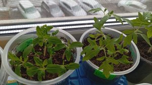 Томаты - можно ли ещё сеять, пикировка, способы размножения и новый эксперимент. 🌱🍅