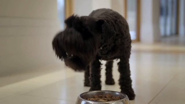 Pro Plan Duo Delice bij Pets Place смотреть онлайн