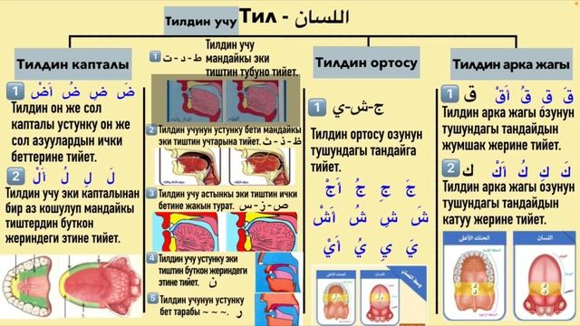 Тамгалардын махраждары