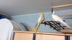 Самка кореллы поет серенаду для самца 2019-03-17