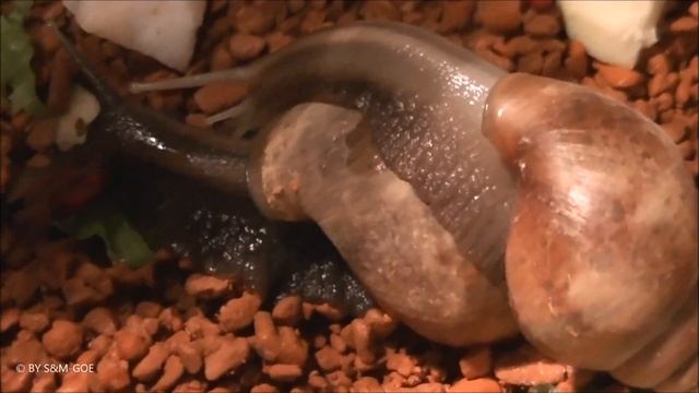 Achatina fulica rodatzii Jungtiere смотреть онлайн