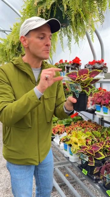 A great plant for BOTH sun and shade! смотреть онлайн