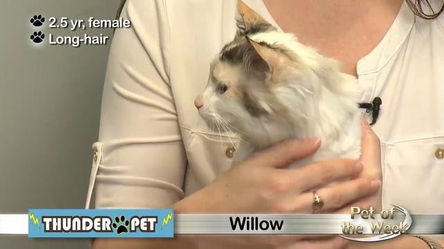 Pet of the Week: Gentle Willow is our Pet of the Week смотреть онлайн