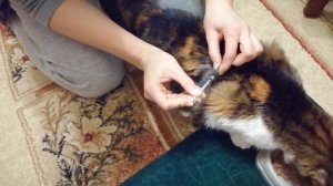 Введение инсулина кошке 3