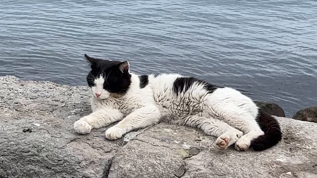 Ялта. Кот. Клубника. Шмель и море. Городская зарисовка. Обводная. 03.04.25. Крым. Crimea. Yalta. смотреть онлайн