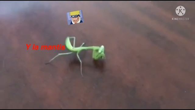 MÍRENLA COMIENDO A M I OTRA MANTIS смотреть онлайн