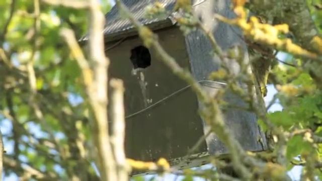 Busy Tree Sparrow Garden Nest Box - 2018 смотреть онлайн