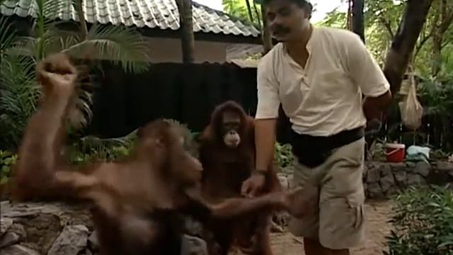 Orangutan, Thailand by Asiatravel.com смотреть онлайн