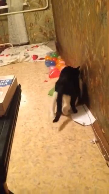 Кошки занимаются сексом смотреть онлайн