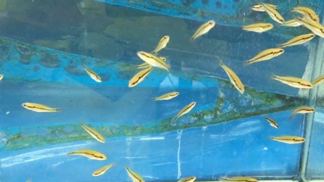 Креницихла Саксатилис - Crenicichla saxatilis московского разведения смотреть онлайн