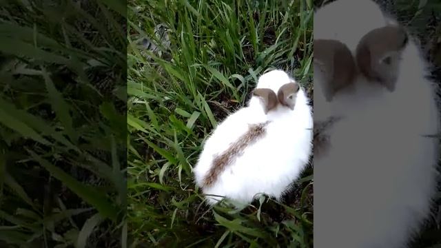 Мой кролик смотреть онлайн