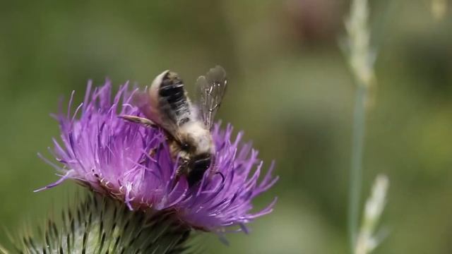 🙏 Meditation Video. Macro смотреть онлайн