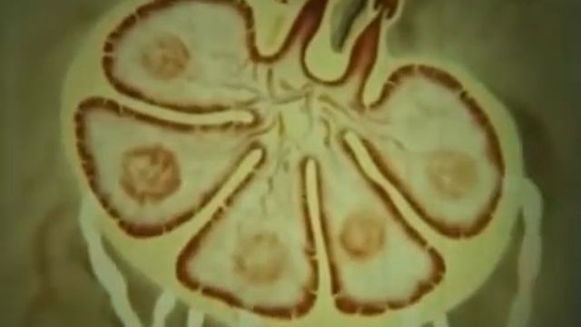 Строение и функции лимфатической системы смотреть онлайн