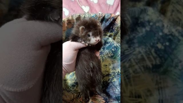 хорёк девочка ангора #ferret смотреть онлайн