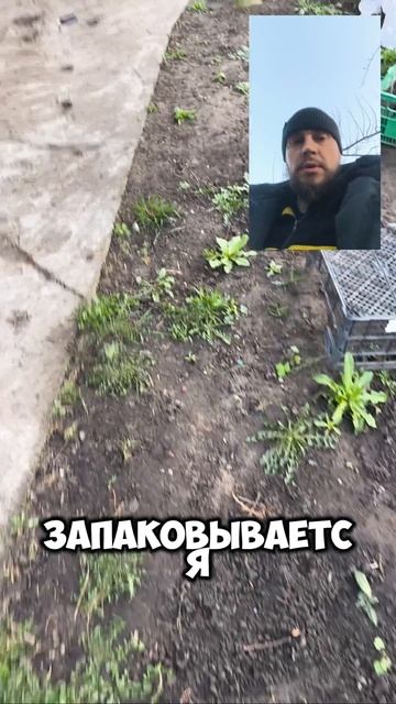 Собираю и отдаю саженцы клубники 🍓 смотреть онлайн