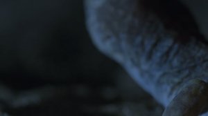 Земля ночью в цвете 2 сезон 5 серия «Берег тюленей» (документальный сериал, 2020)