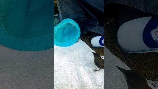 Как выкормить дрозда