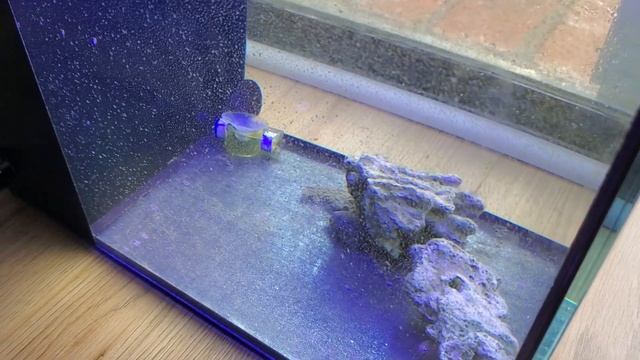 ABALONE SNAILS | Udało mi się kupić Niezwykłe ślimaki | California Reef Tank | Greenhorn Reefer смотреть онлайн