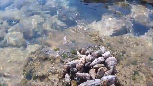 Crabs “Clibanarius erythropus” : meeting for reproduce смотреть онлайн