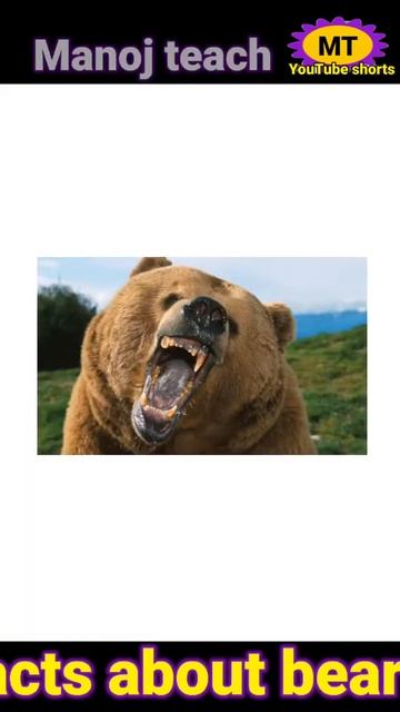 भालू के बारे में Amazing facts in Hindi🐻| 😀 Amazing facts | #shorts #facts смотреть онлайн
