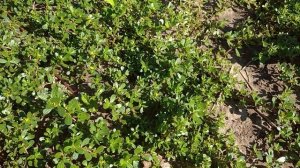 ПОРТУЛАК 🌱 ЛЮБИМЫЙ СОРНЯК🌱