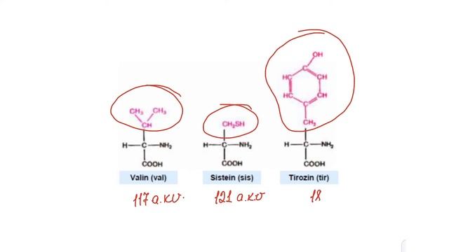 Aminturşu (Peptid rabitə; Dipeptid ; Tripeptid ) #biologiya #biologia #biology #amintursu смотреть онлайн