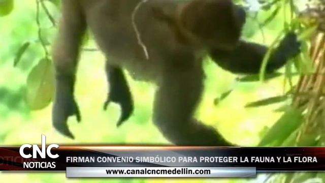 CNC Noticias - FIRMAN CONVENIO SIMBÓLICO PARA PROTEGER LA FAUNA Y LA FLORA смотреть онлайн