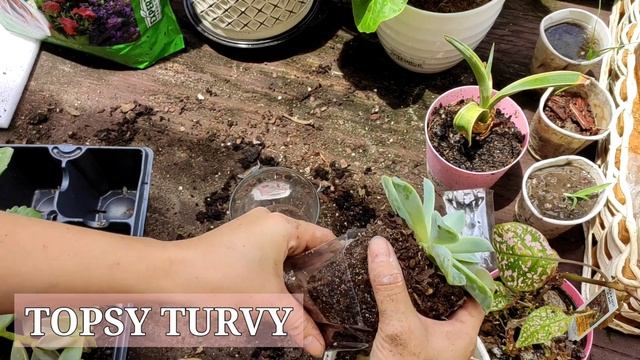 SUCCULENTS AND INDOOR PLANTS FOR BEGINNERS | EASY CARE + TIPS! смотреть онлайн