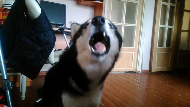 Хаски и ириска смотреть онлайн