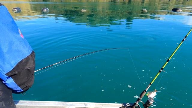 Papa Omar's Bday at Oamaru Bay смотреть онлайн