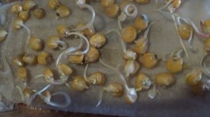 Пересадка пророщенных семян КУКУРУЗЫ в  лоток   ПОДПИШИСЬ